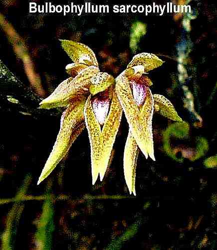 Bulbophyllum sarcophyllum